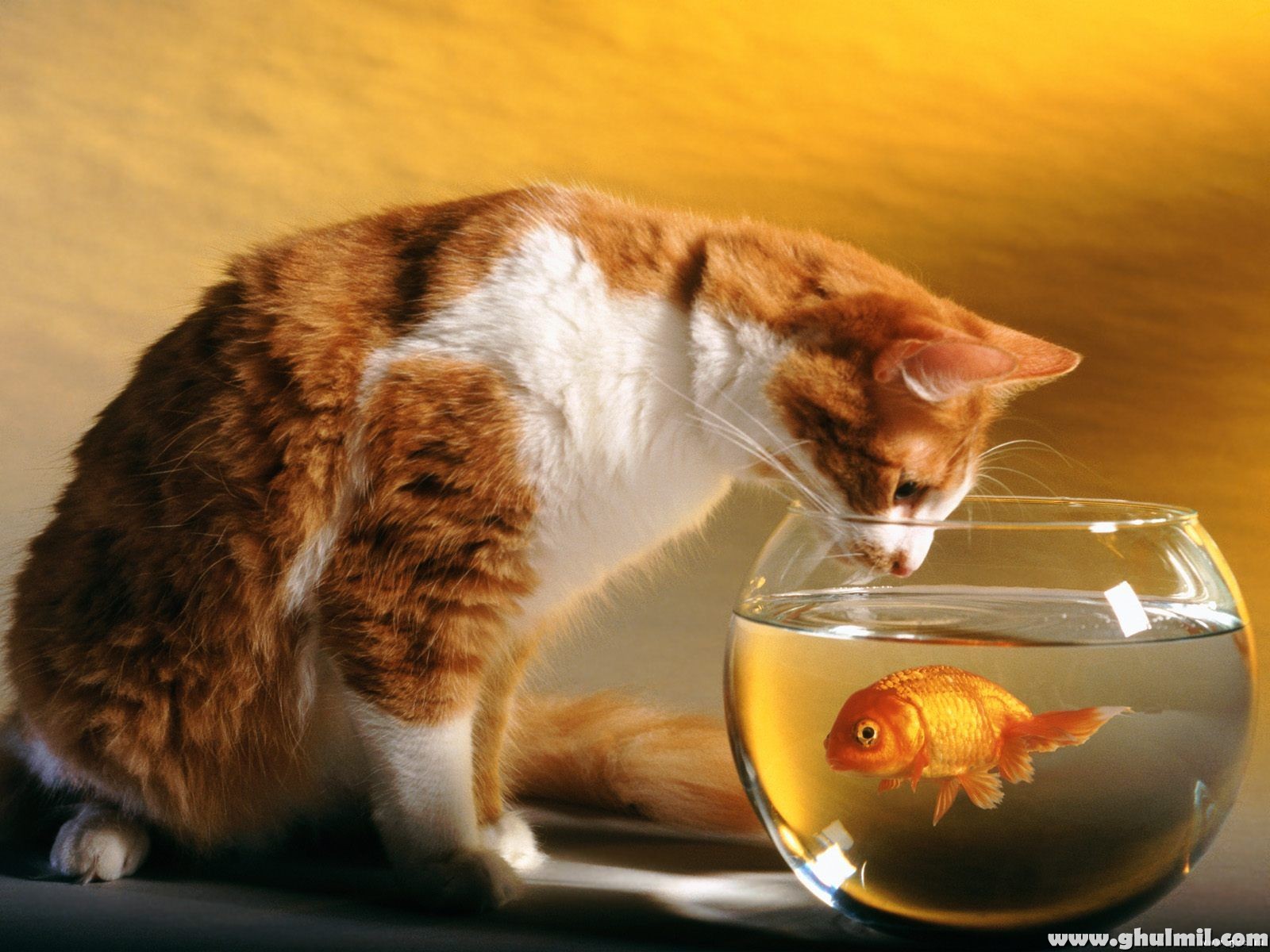 http://3.bp.blogspot.com/-BvjzLx9rWD8/TbC4x2pe_hI/AAAAAAAADNE/s8yjgxmU9Rc/s1600/cat-trying-to-catch-fish-in-a-jar-hd-wallpaper.jpg