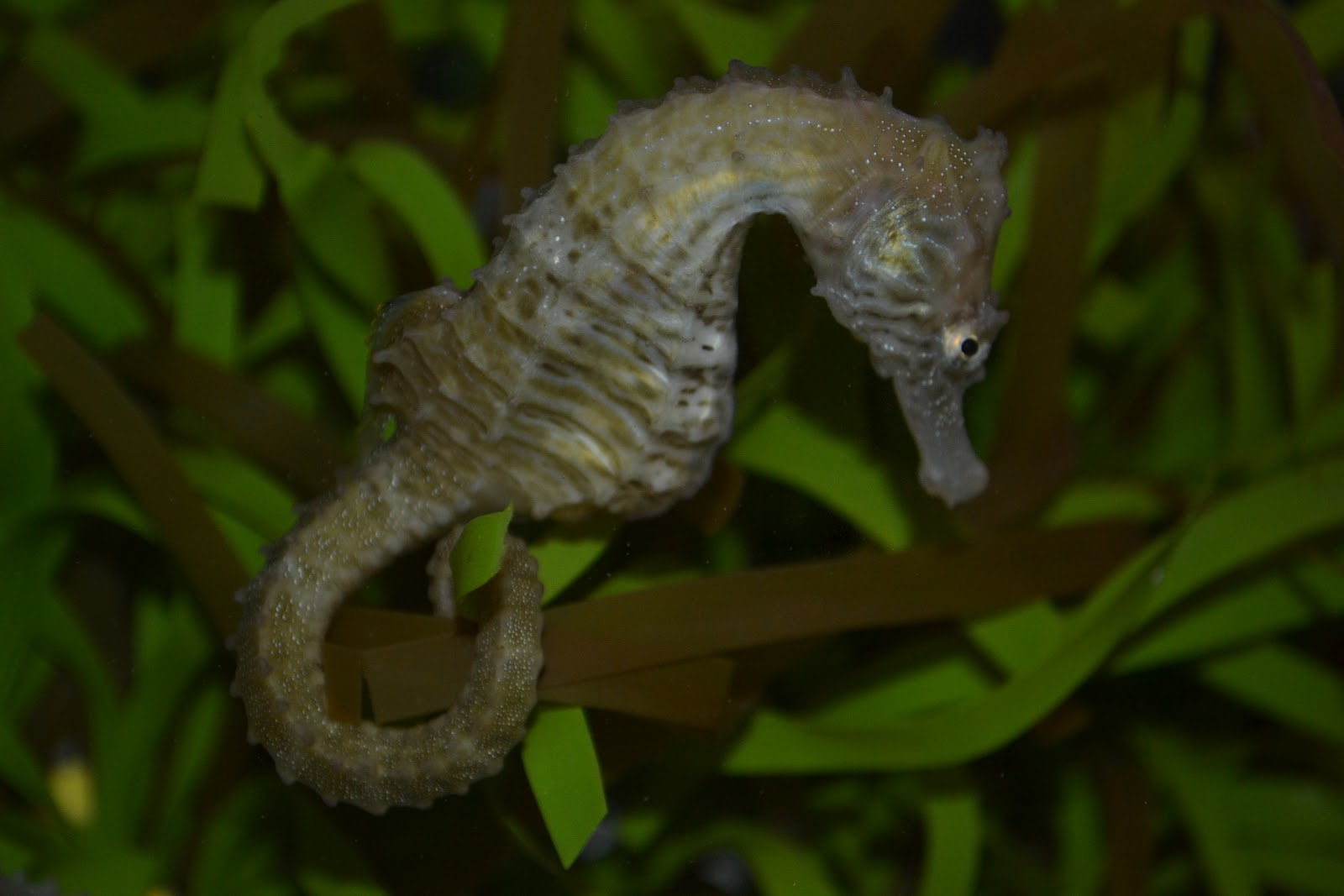 Virginia Fishes Seahorses and blue crab switch places