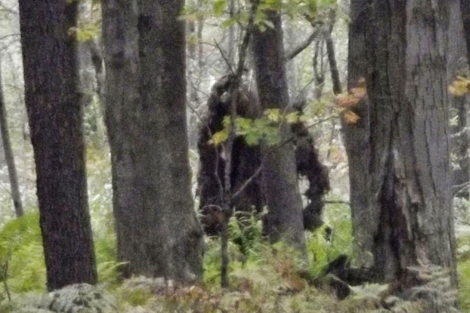 The Borrego Sandman (1939 Present) The History Of Bigfoot In