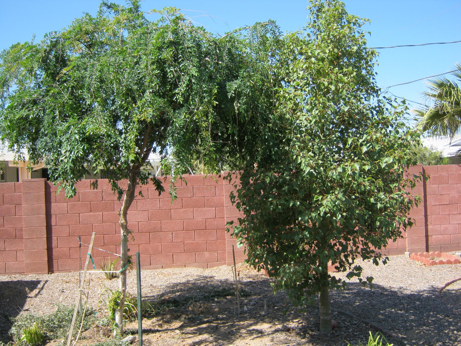 Chinese Elm Arizona