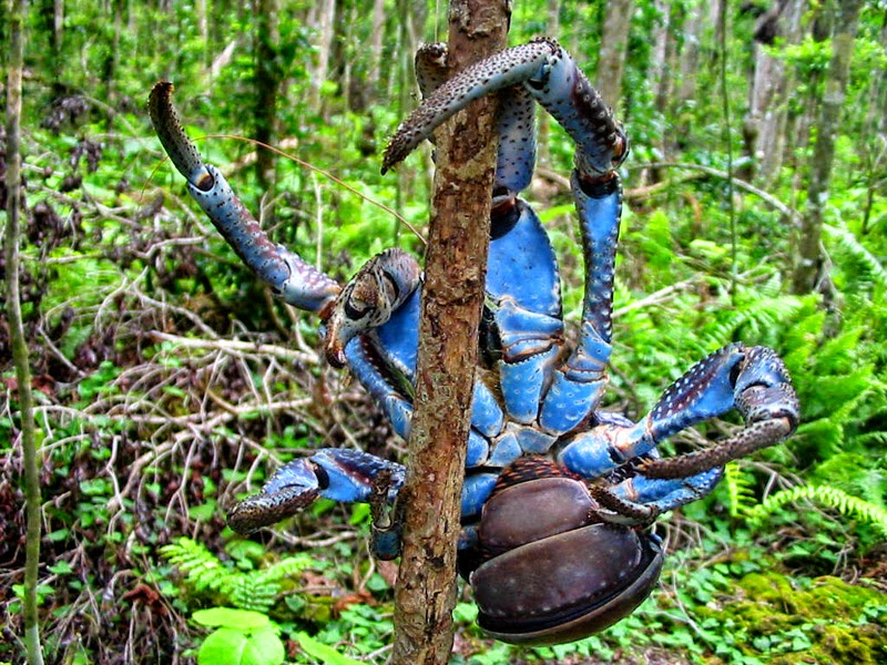 COCONUT CRAB photos wallpapers the fun bank