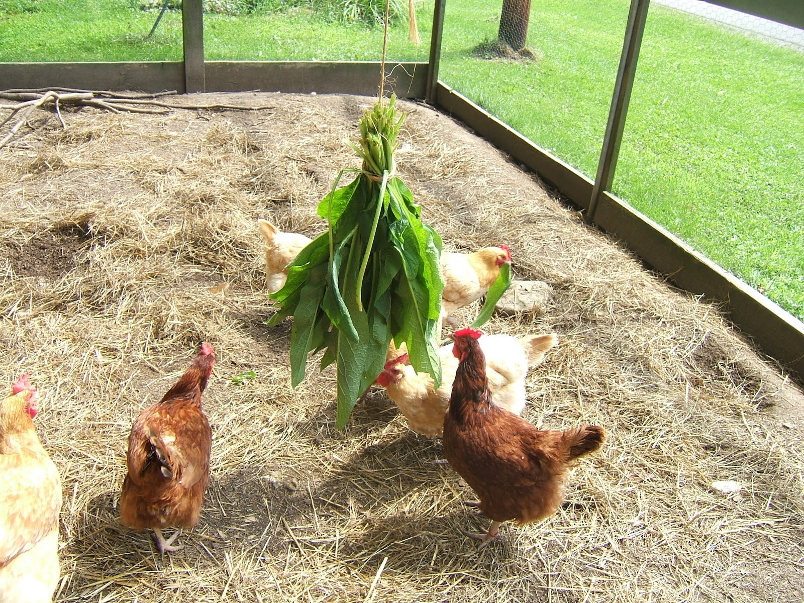 Comfrey and ChickensA Good Idea? Community Chickens