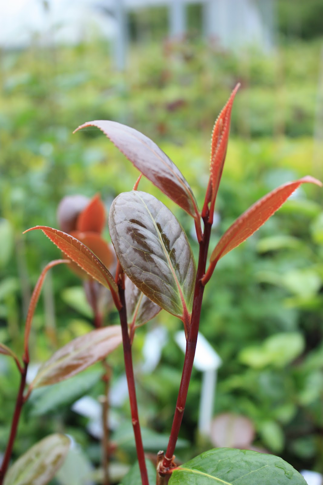 Pots and Polytunnels The perfectly legal pinching of