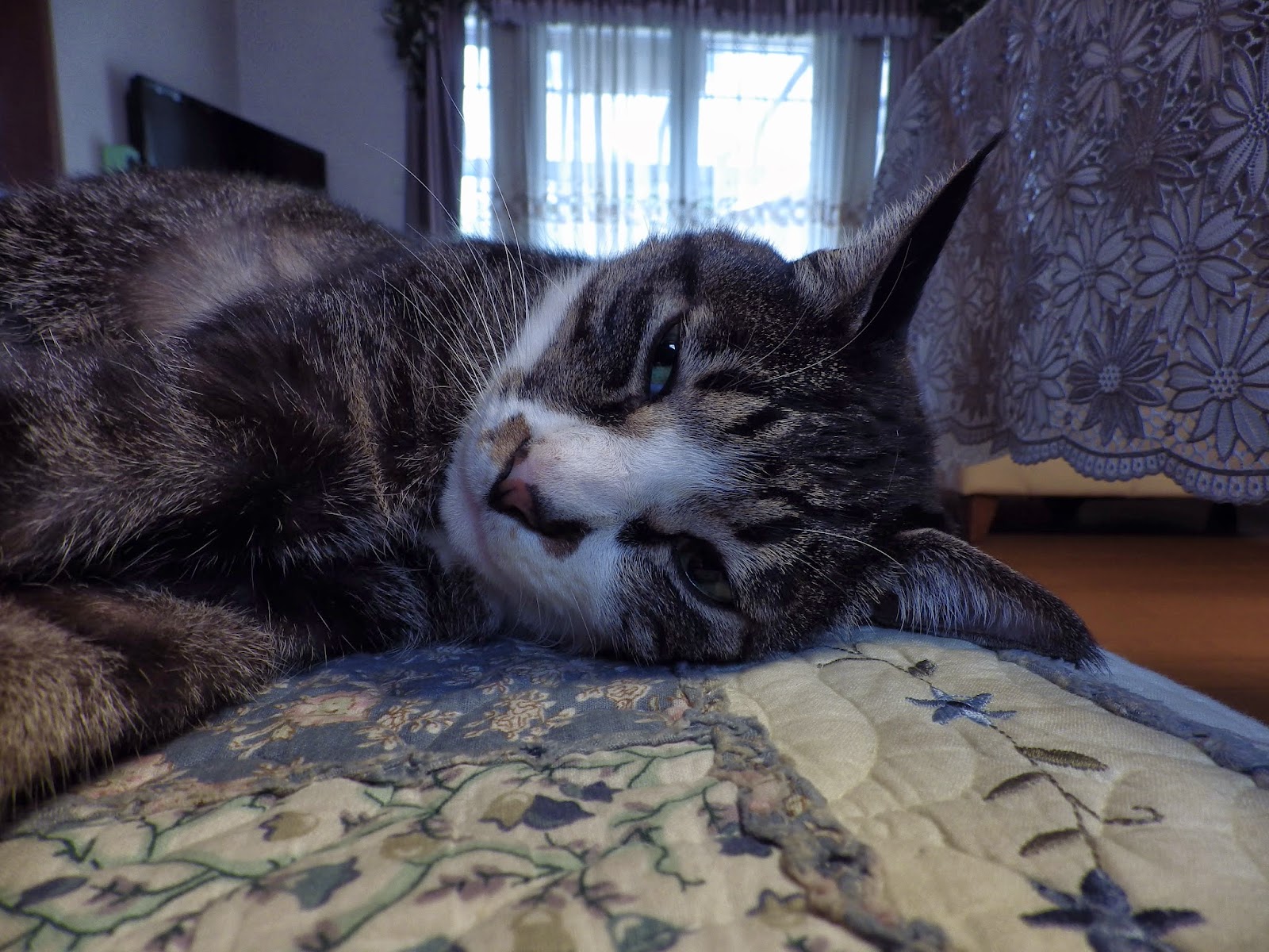 Billy Goat S Delirious Words ヤンデレなくらいが丁度いい 猫写真