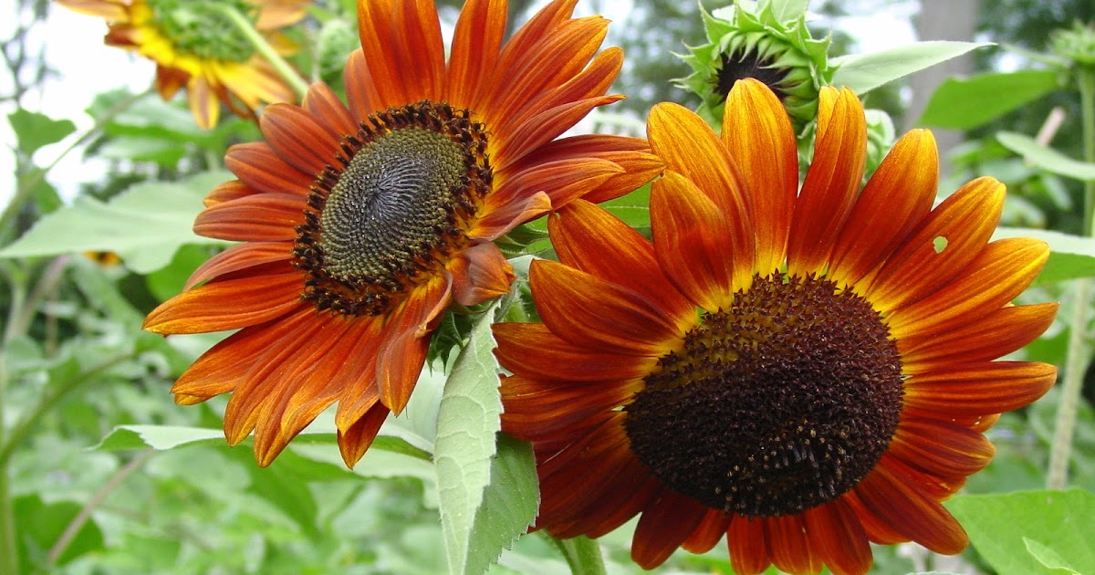 Sprout at Connecticut College Ten Reasons to Grow Sunflowers