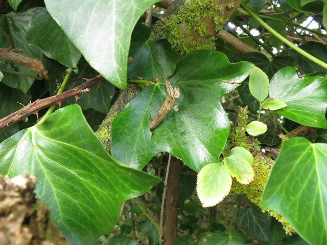 Ivy leaf pierced by twig