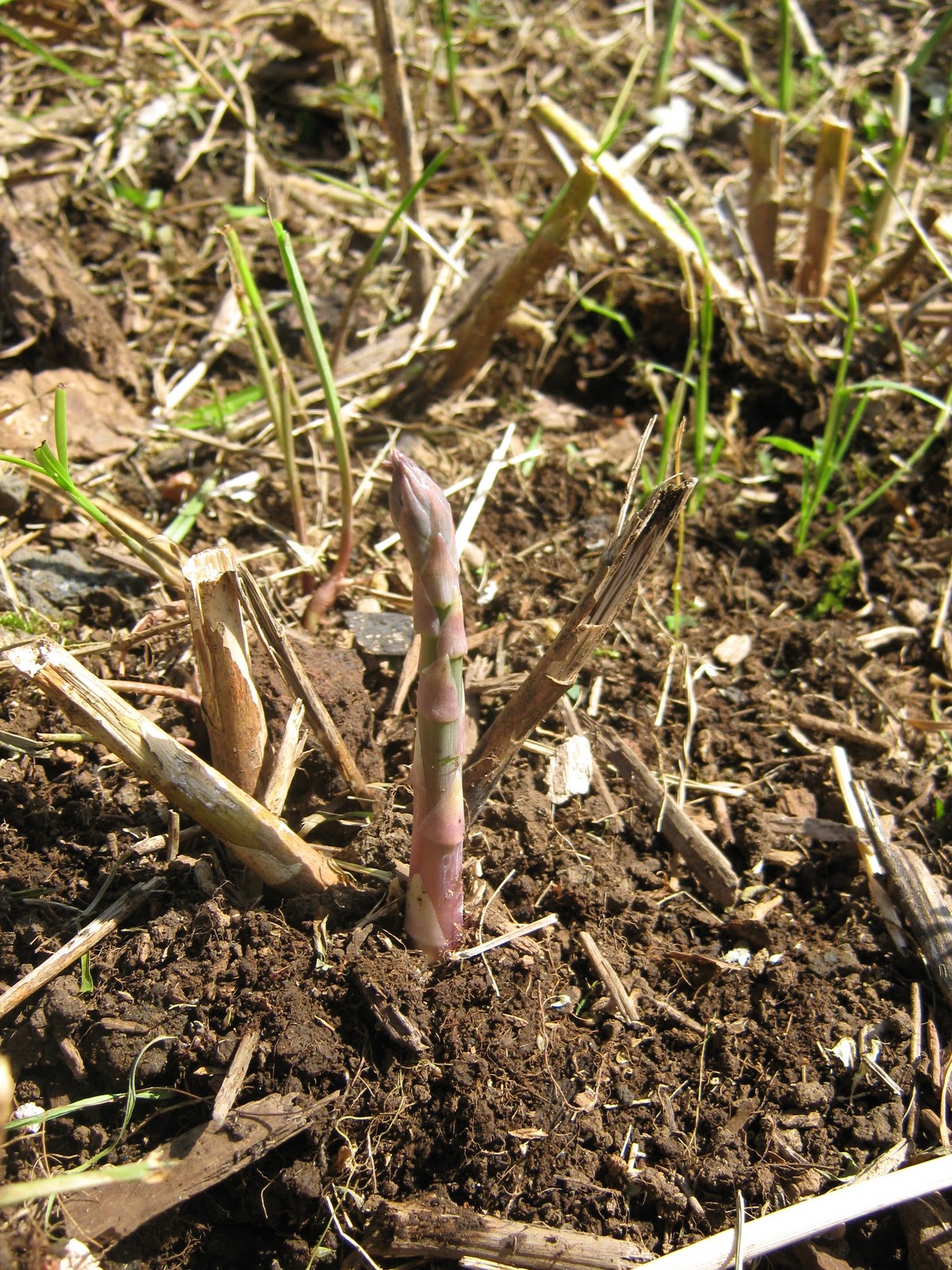Garden Guy Hawaii Asparagus