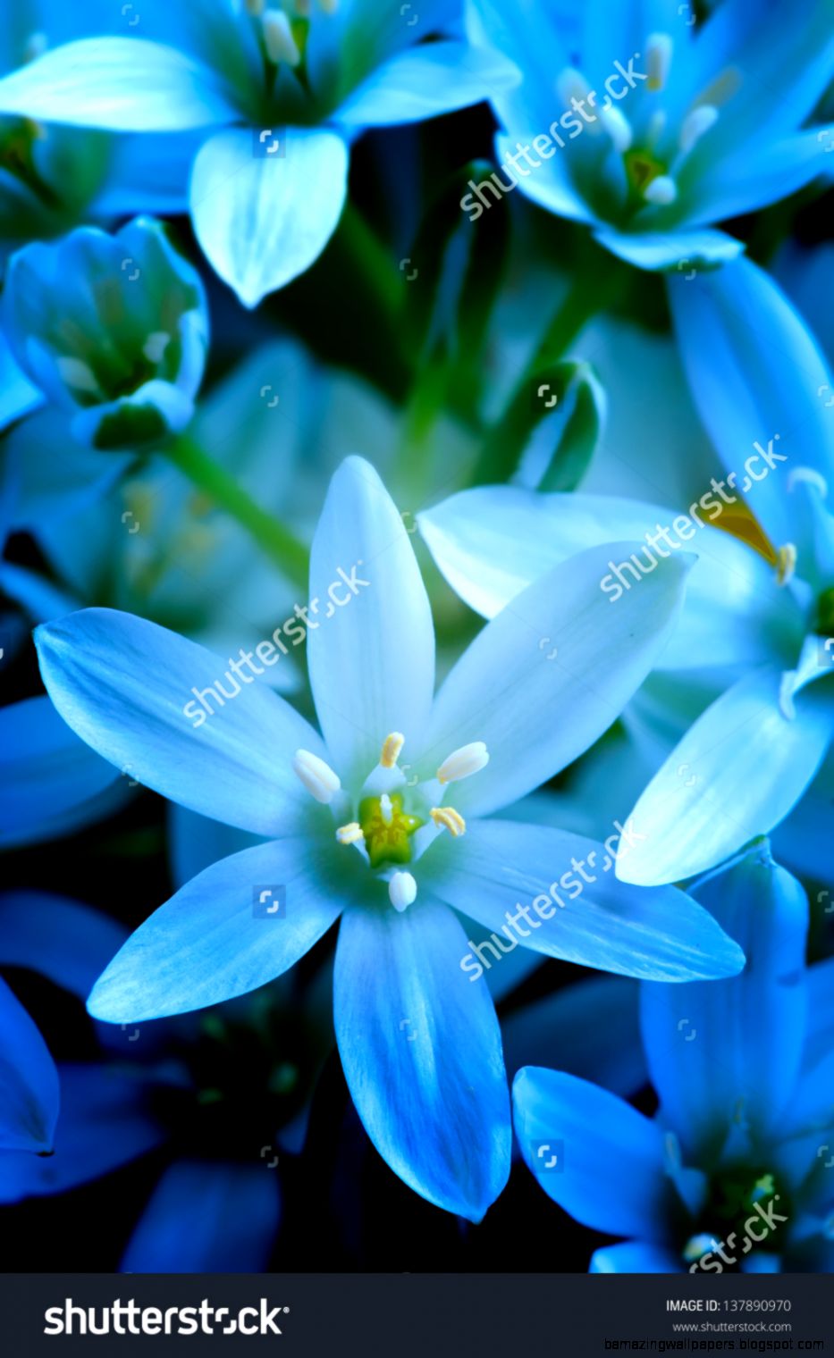 Blue Summer Flowers Close Up Stock Photo 137890970 Shutterstock Blue Summer Flowers Close Up Stock Photo 137890970 Shutterstock