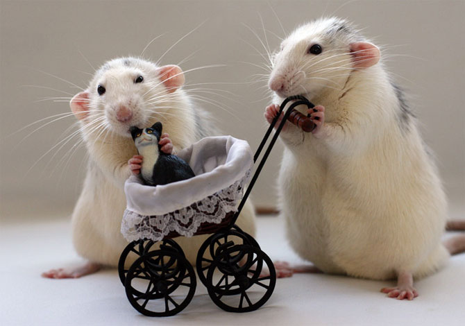 Funny Rats Pictures