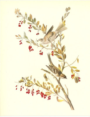 John-James-Audubon-aves-passarinhos-passaros-desenhos