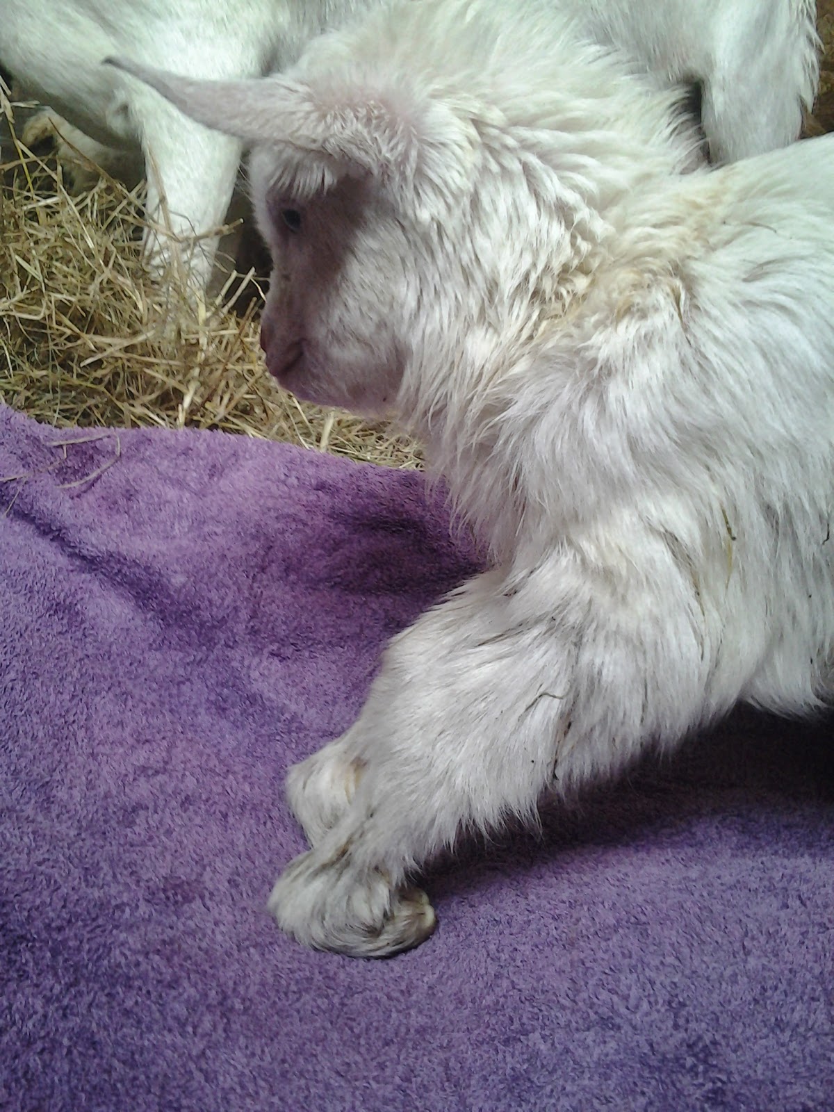 Another Day with the Goats Pt. 5 Contracted Tendons in Newborn Kids