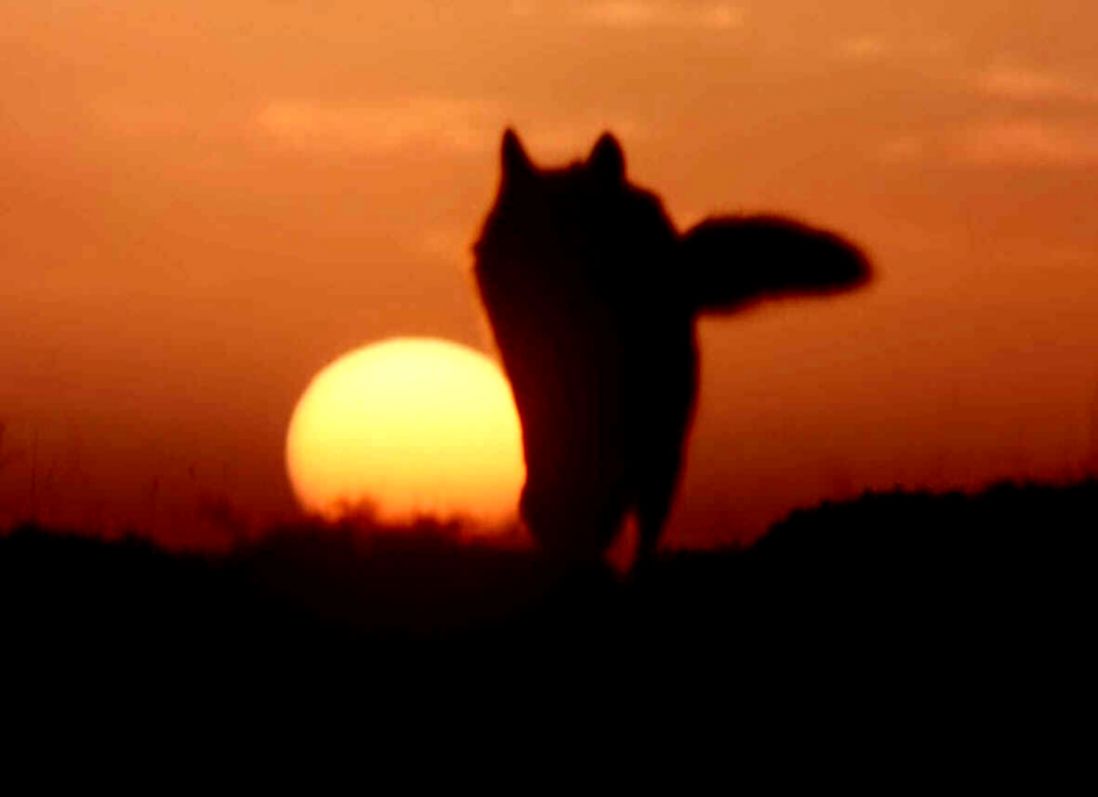 wolf sunset Stuning Place wolf sunset Stuning Place