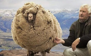Αυτό το πρόβατο κρύβονταν σε μια σπηλιά επί 6 χρόνια για να αποφύγει το κούρεμα   Στο τέλος όμως το έπιασαν και τότε... [pics]