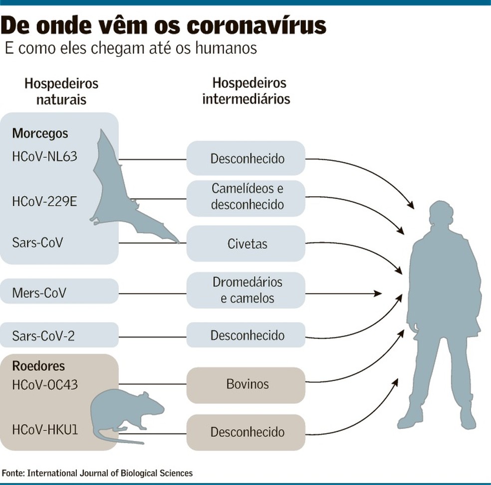 CURIOSIDADES DO COVID  19