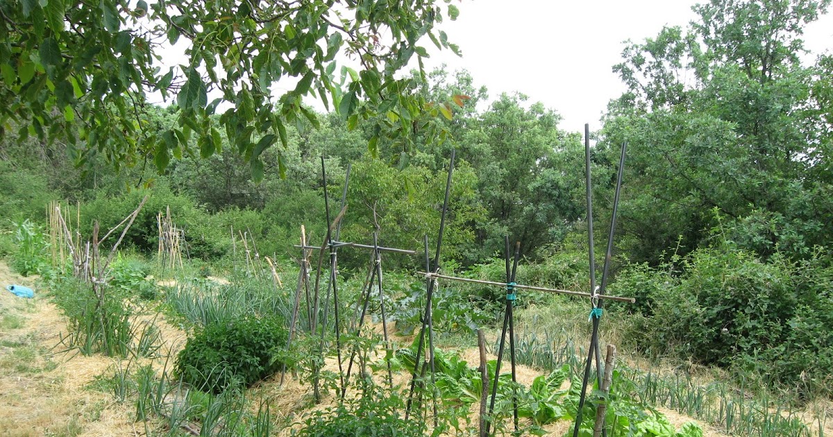 mariquita huerteando: Esto ya parece un huerto
