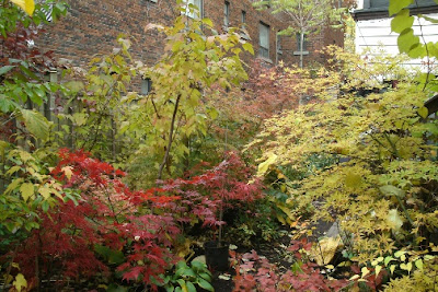 Seiryu and Crimson Queen Japanese maples in autumn by garden muses: a Toronto gardening blog