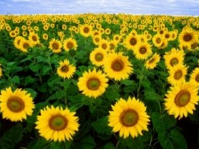 Girasoles girasoles