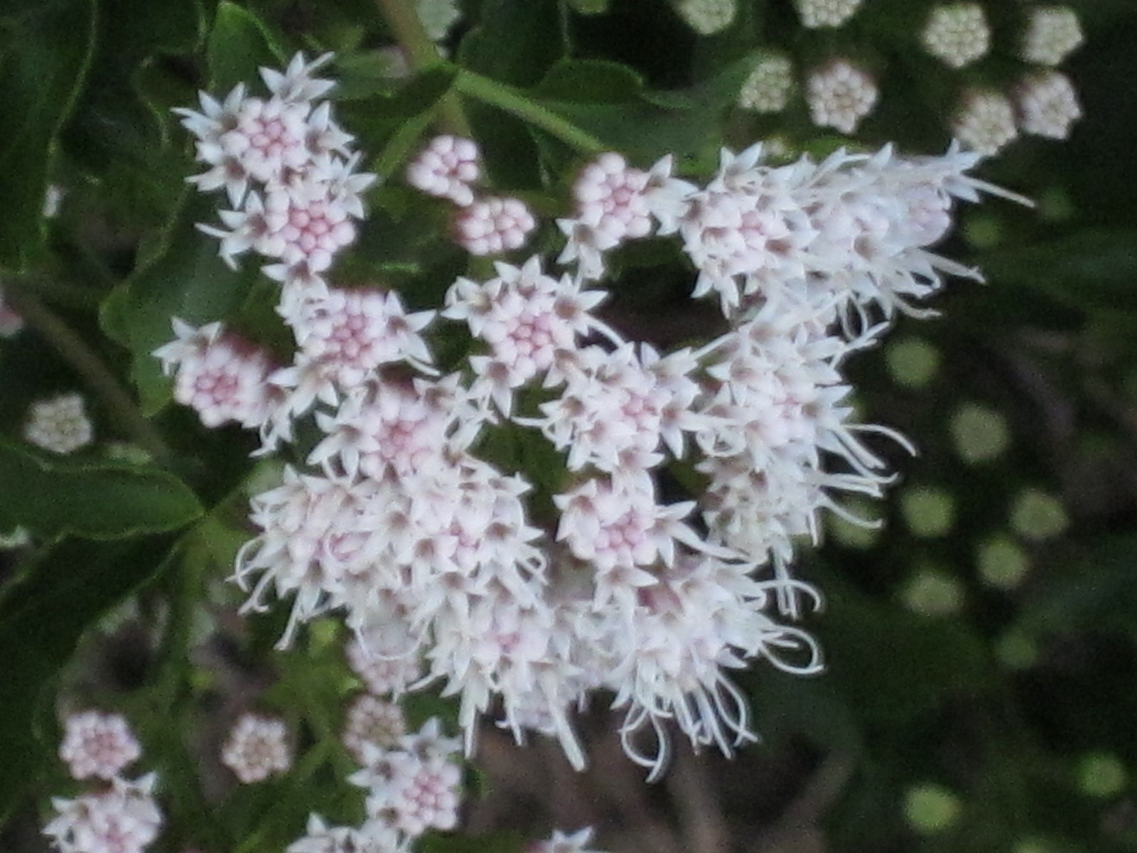 Garden Photo Of The Day 12 01 2011 01 01 2012