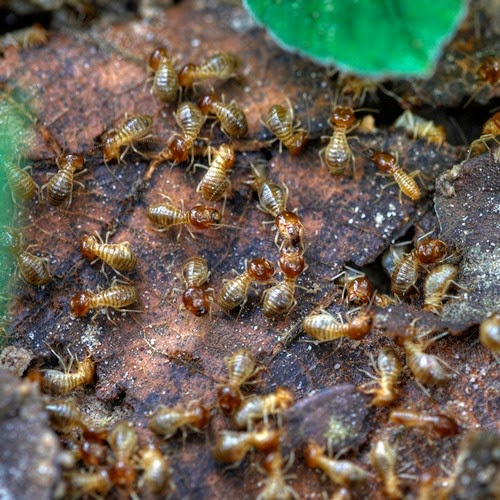 Termites, Thoughts and More Houston Termite Inspection, 5 Signs Your