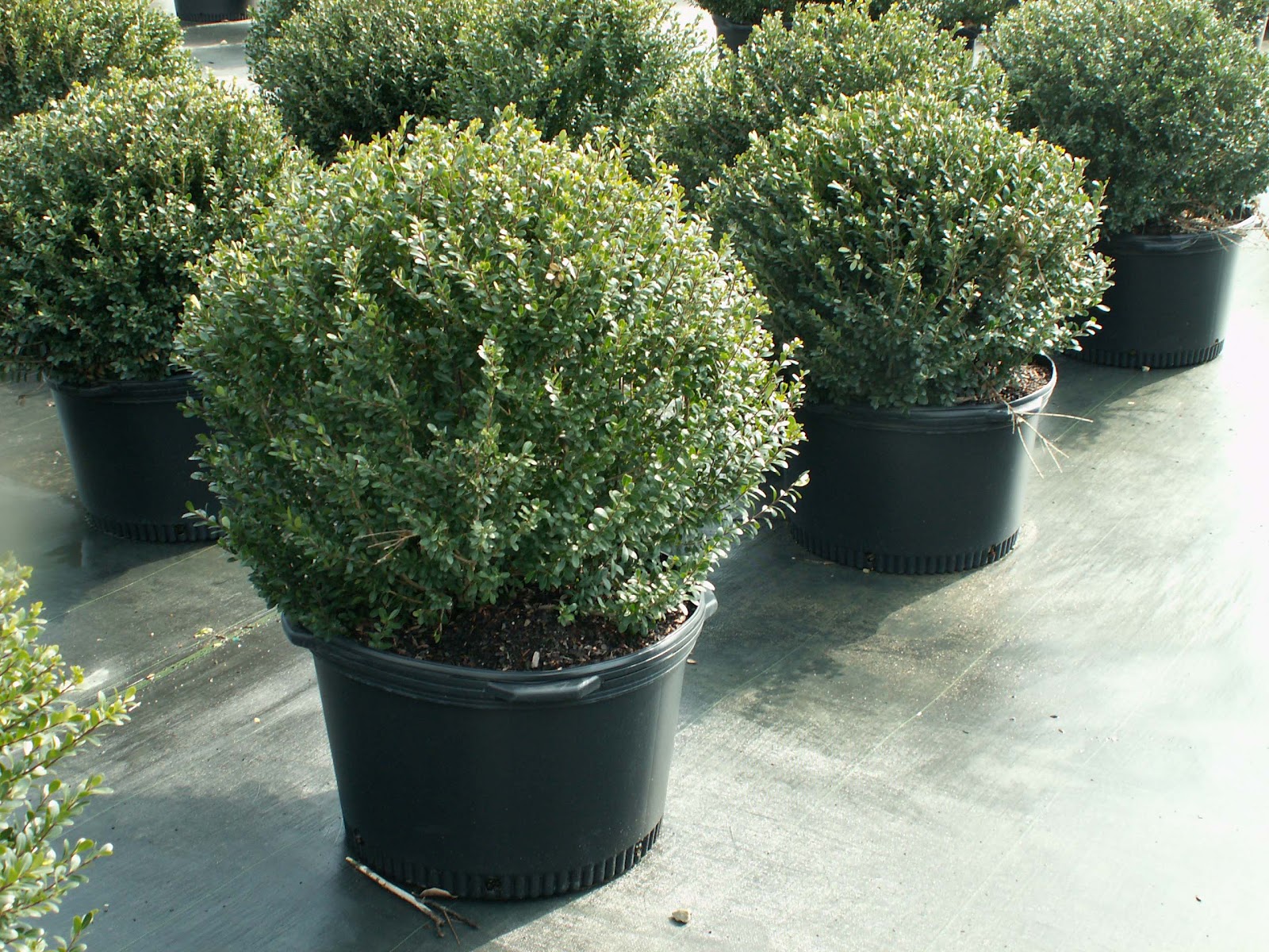 White Swan Properties Blogspot Boxwoods For Ontario Landscapes