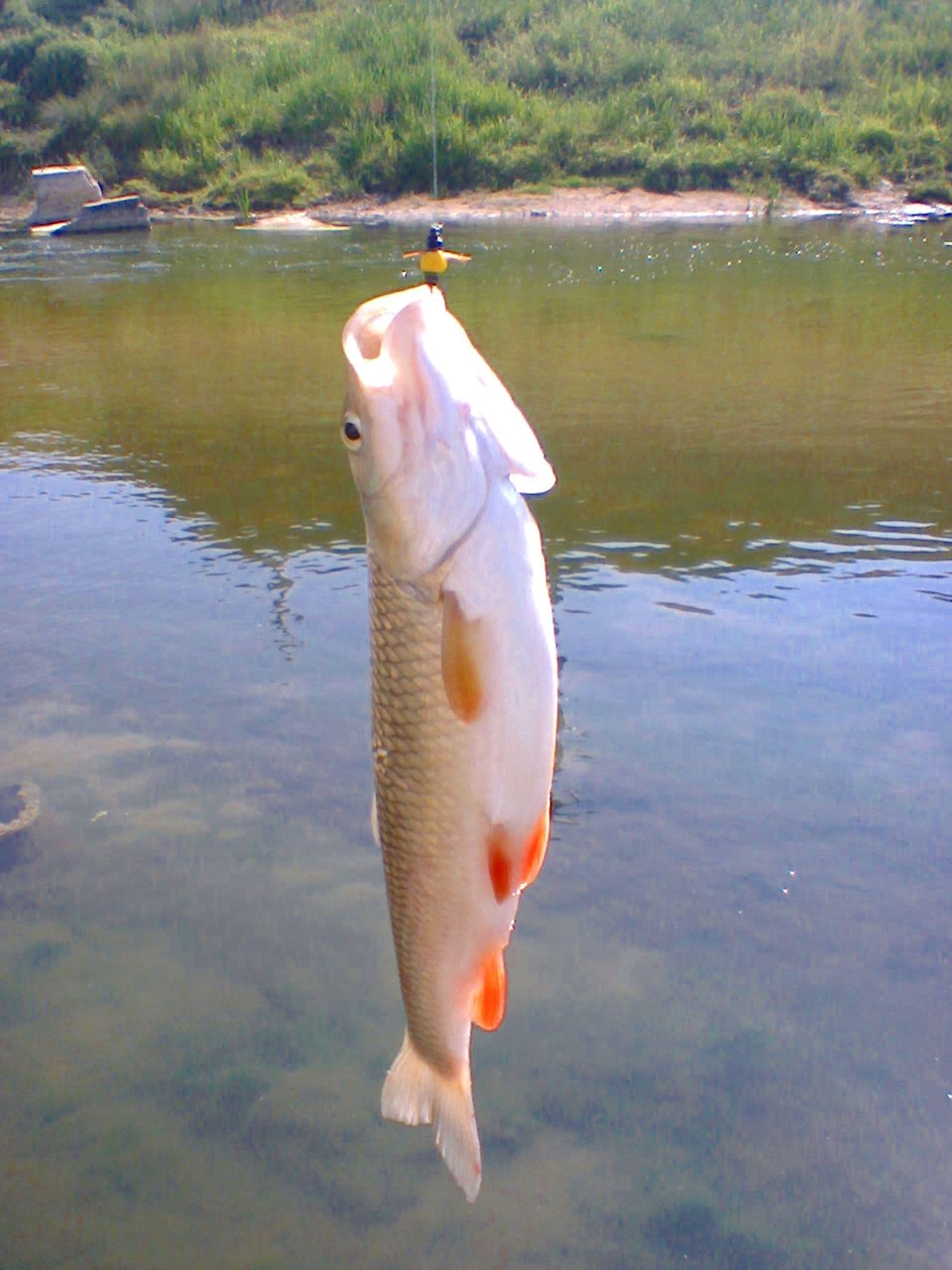 Pescuit pe Râuri Pescuit clean la musca, albina