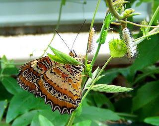 All Wallpapers: Butterfly hd wallpapers 2013