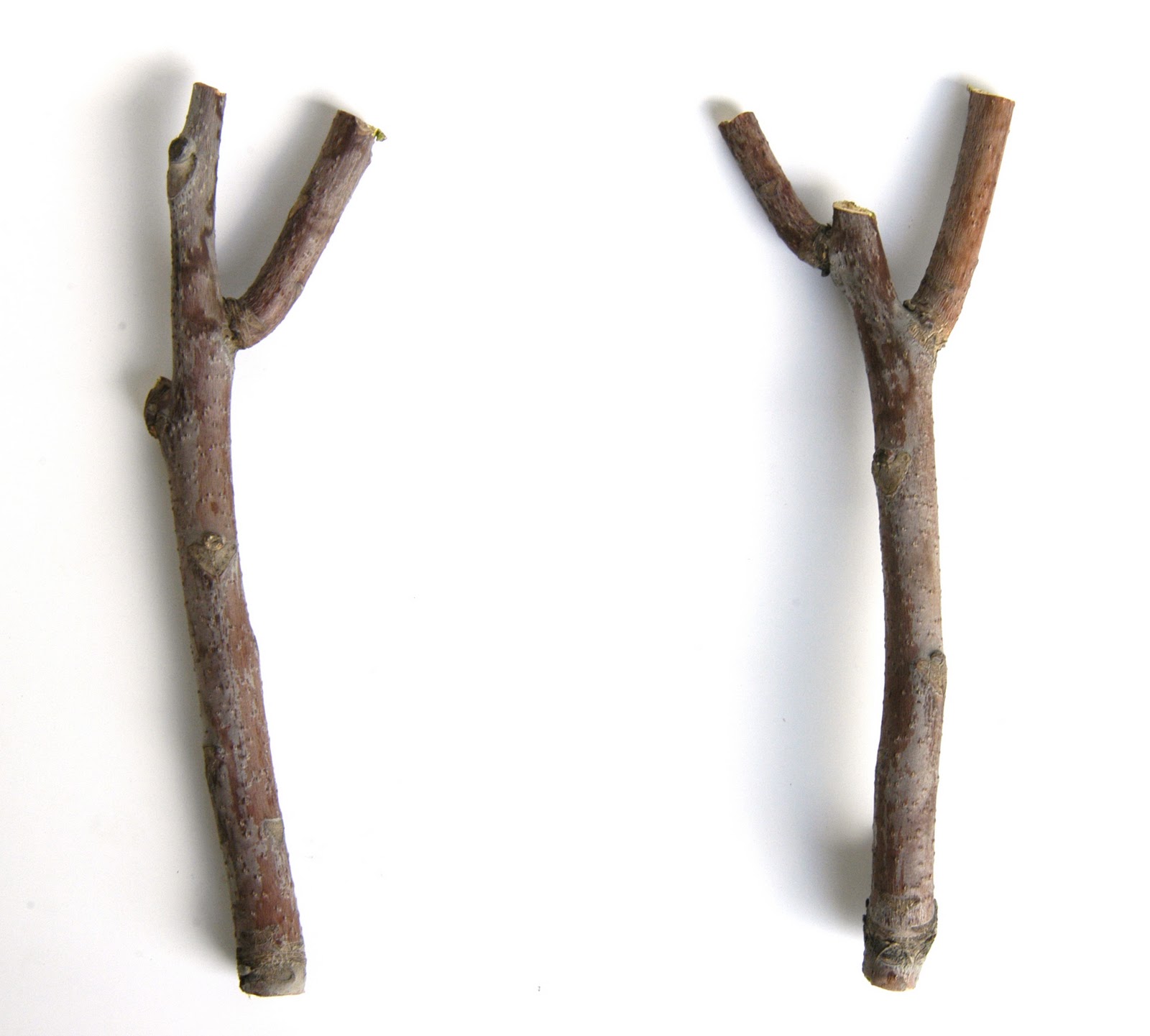 sticks--y+shaped.JPG