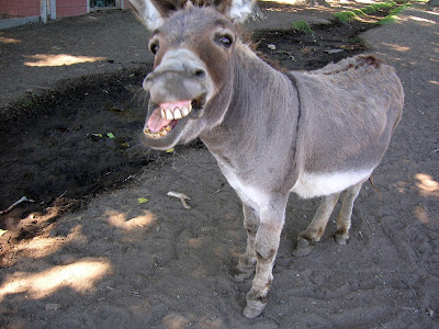 Mule+Funny+Face.jpg