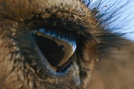 Camels Long Eyelashes