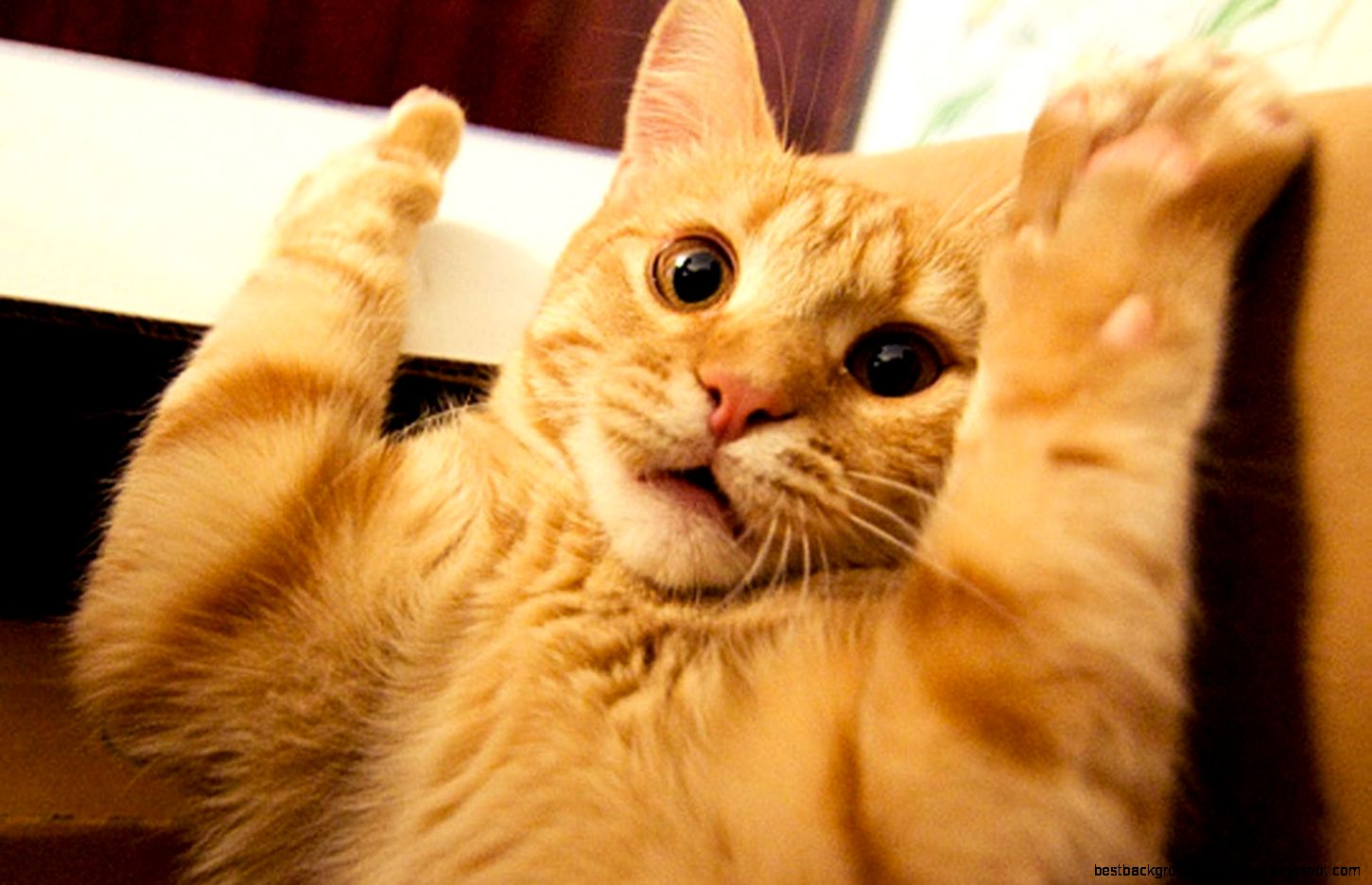 scared cats Photos of cats scared cats Photos of cats