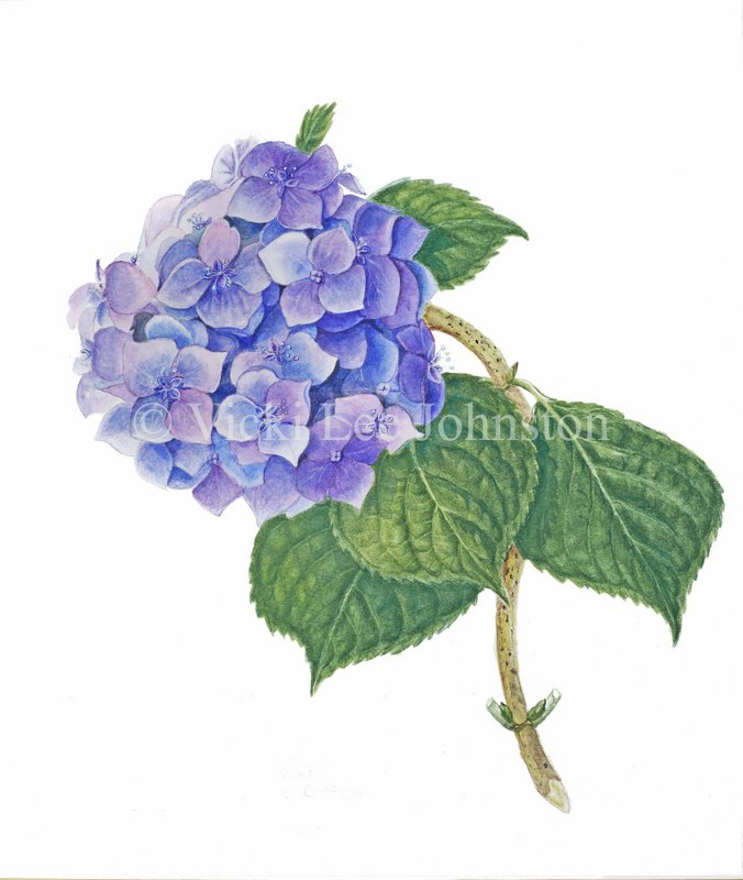Hydrangea Art