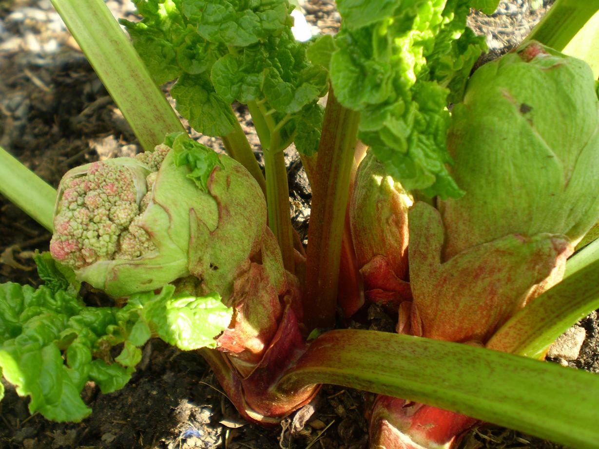 Green Jean rhubarb buds