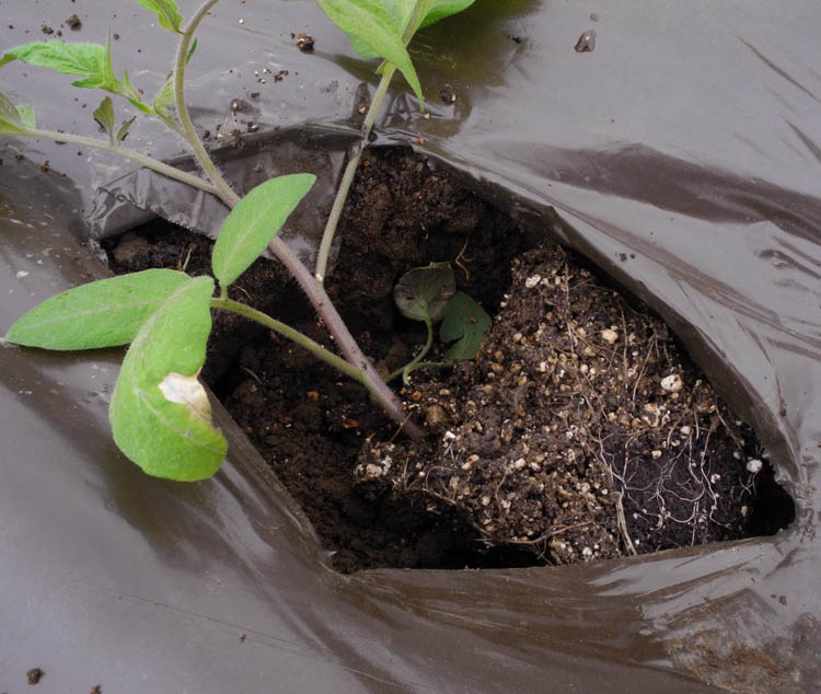 Studio and Garden Transplanting Tomatoes
