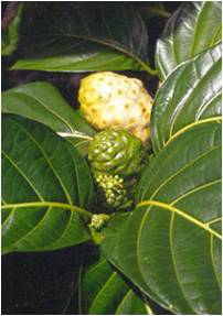 Benefits Of NONI (Morinda Citrifolia)