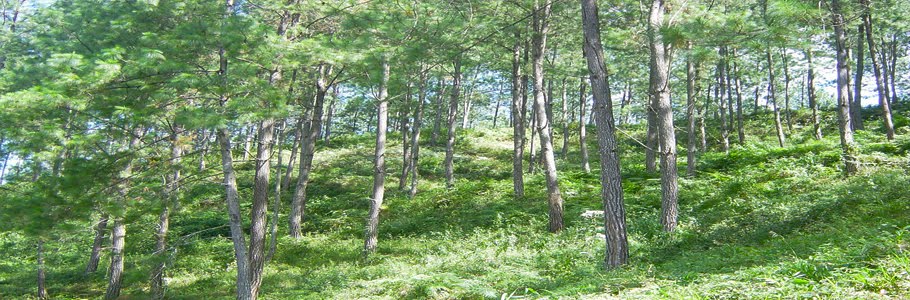 PLANES DE REFORESTACIÓN