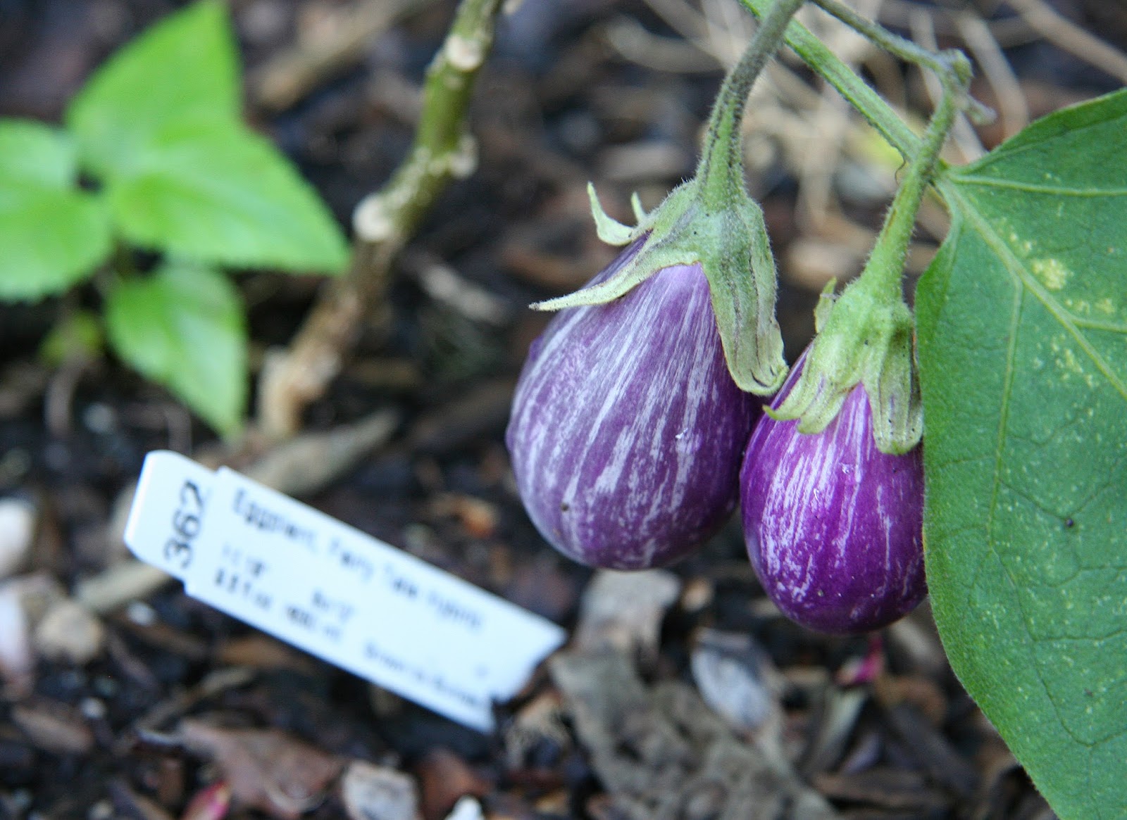 Daffodils & Daydreams Fairysized Eggplant
