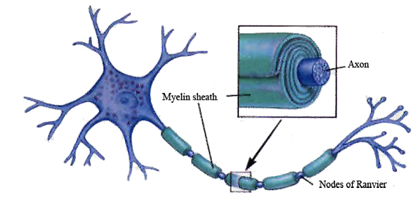 Myelination Simple Definition