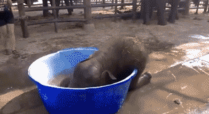 Funny animal gifs - part 105 (10 gifs), baby elephant playing on mini pool