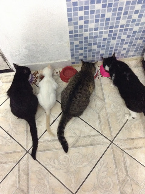 donna rita - minha vida com os gatos