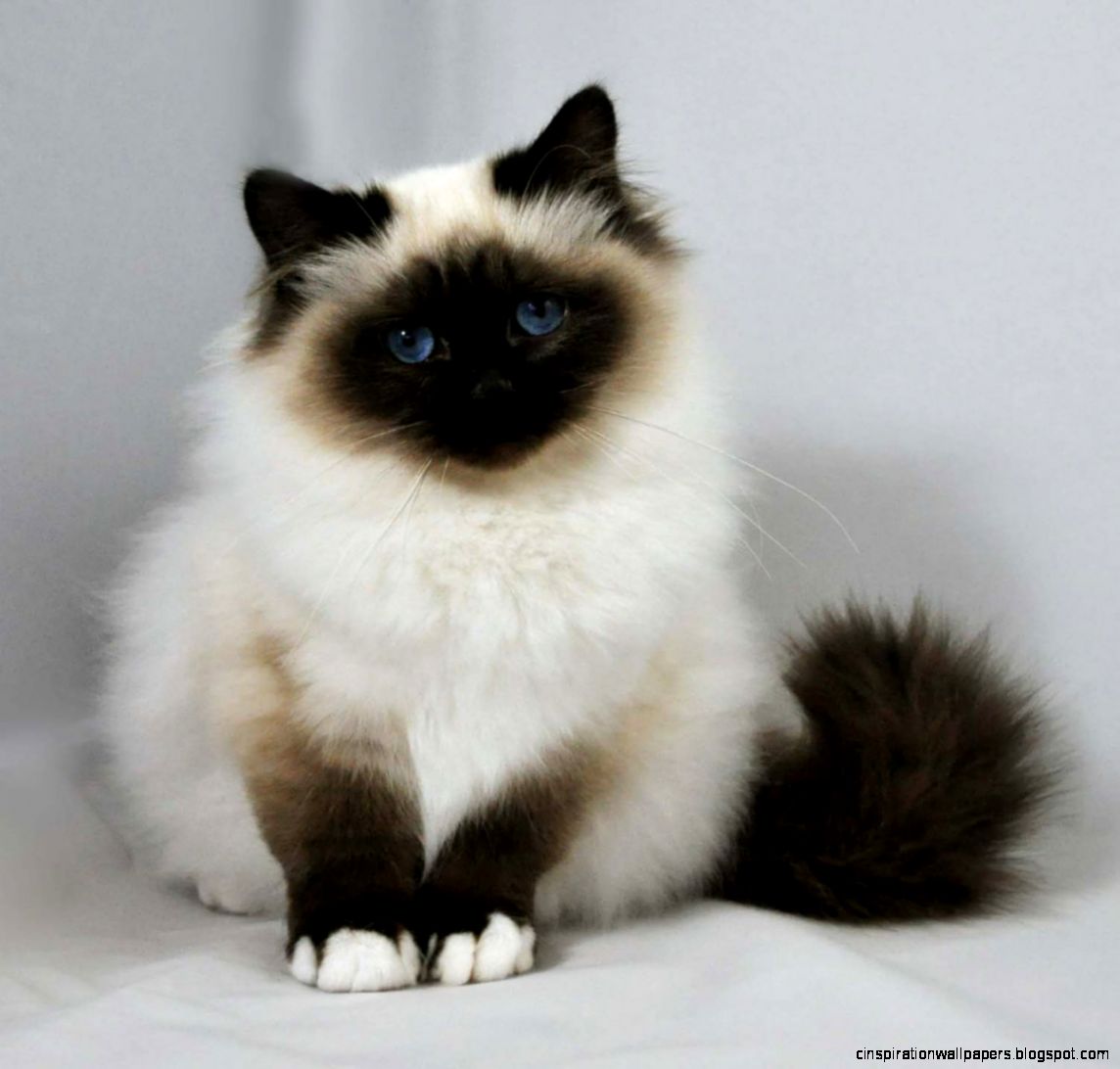 Birman Cats for Sale Birman Cats for Sale