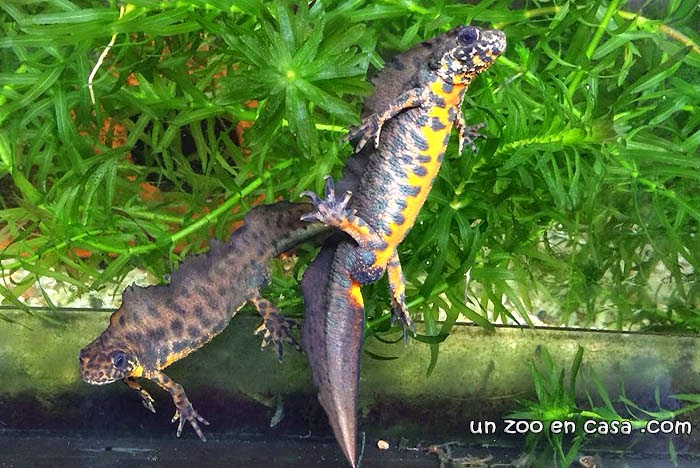 Southern Crested Newt