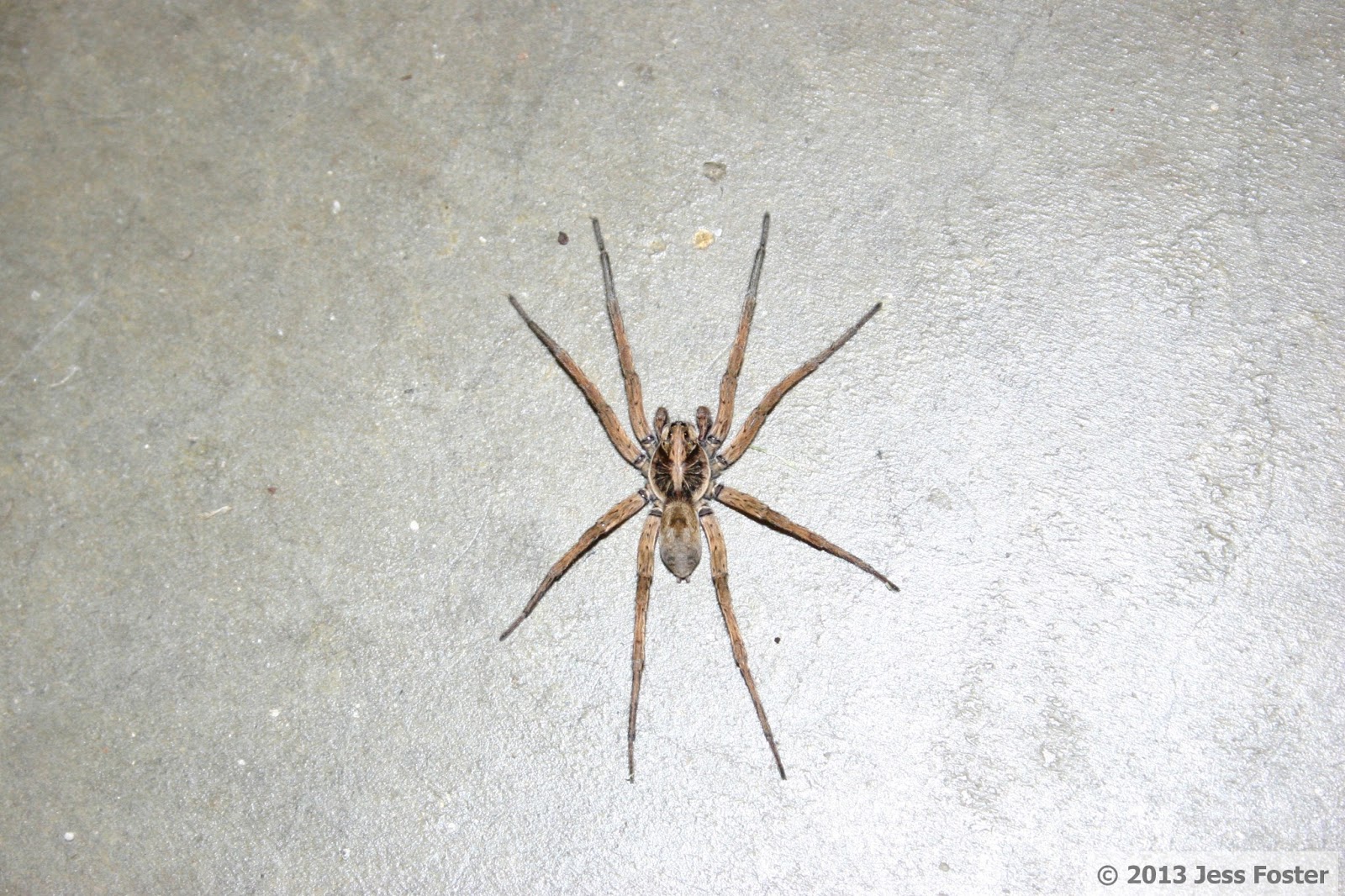 Sluggin' Along Giant Wolf Spider