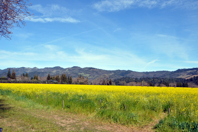 Napa Valley Weather Late February