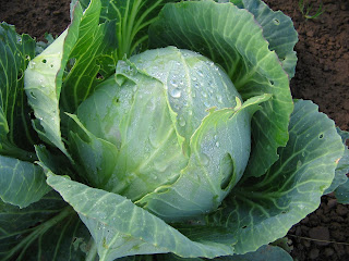 Lovely hearted cabbage ready for harvest