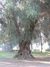 Quelques arbres remarquables