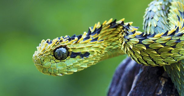 STRANGE SNAKES WORLD WIDE (Most Shocking Snakes In The World)