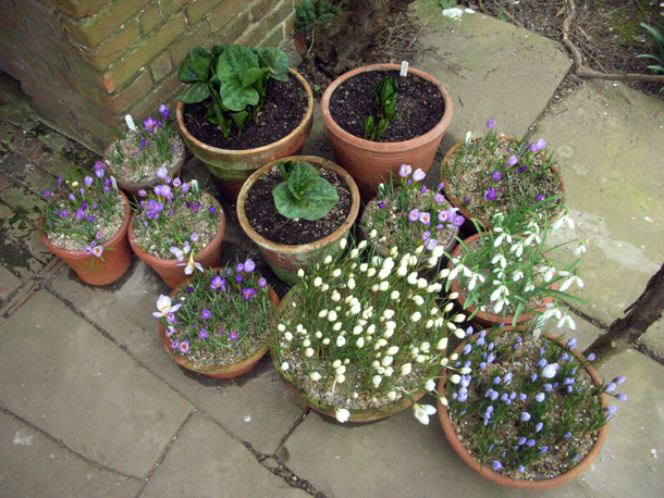 Future Plants By Randy Stewart Spirea