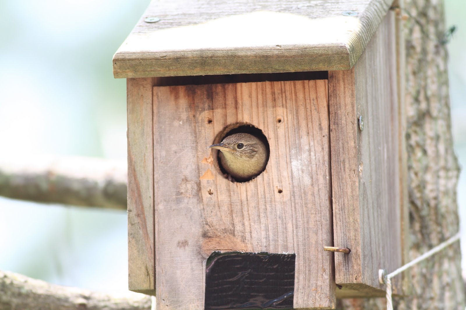 Beginning BirdingThe View Through My Binoculars House Wren Nesting