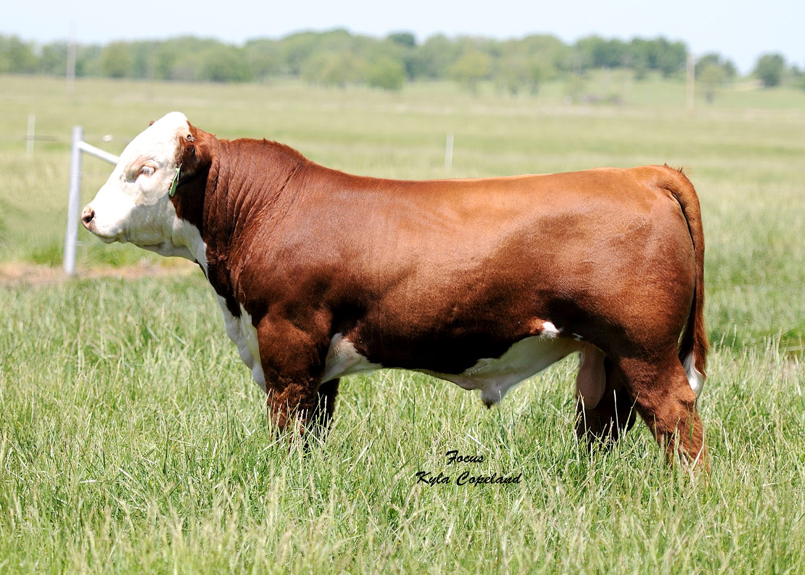 Langford Herefords Okmulgee, Oklahoma Focus Marketing Group, Inc.