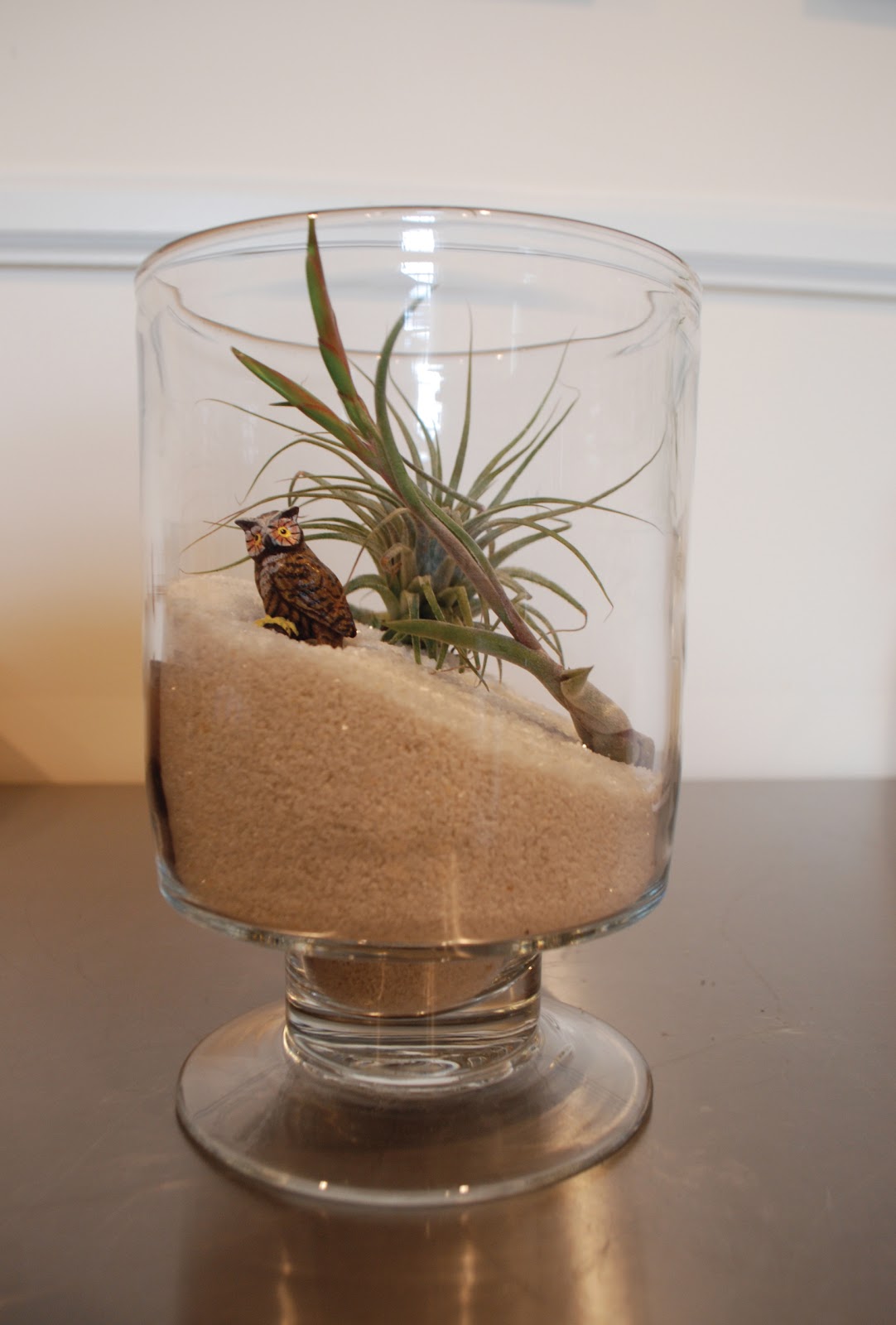 Air Plant Images